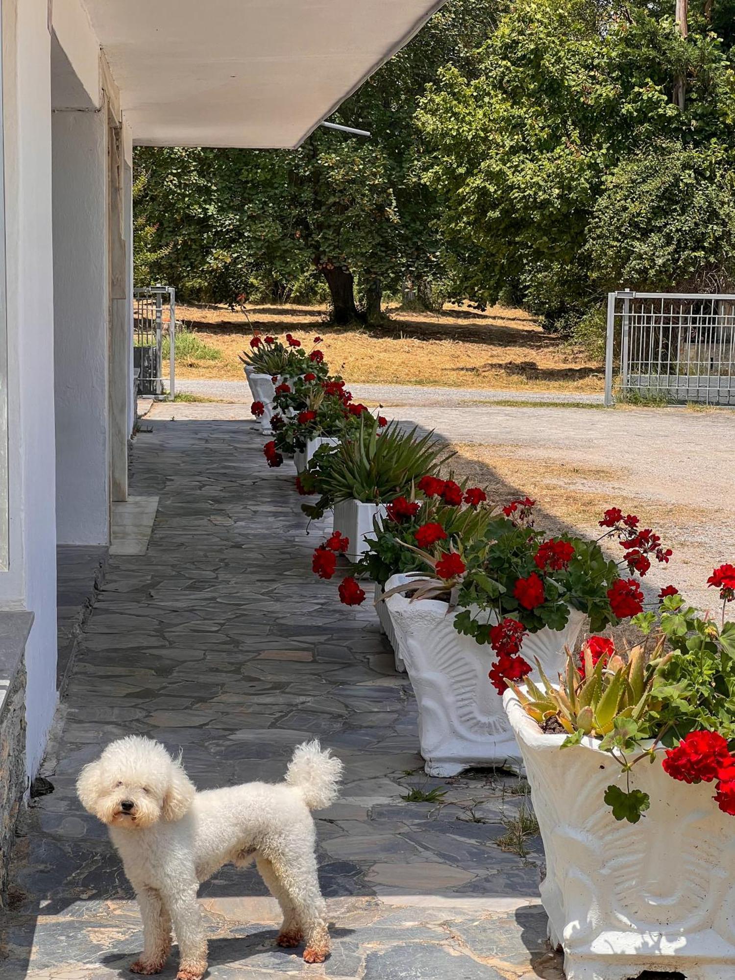 Prado Apartment Hotel Limín Litochórou Kültér fotó